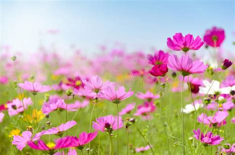 Campo De Flores Cor De Rosa Do Cosmos No Dia Ensolarado Imagem De Stock