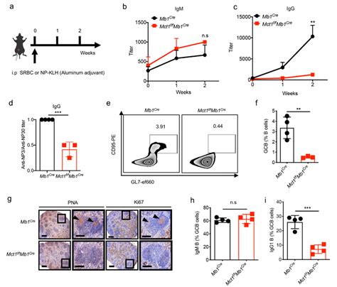 清华大学药学院陈立功课题组与生命学院刘万里课题组合作发文揭示mct1转运蛋白在igg抗体类别转换中的功能 清华大学药学院