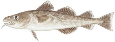 Fish Identification: Pacific Cod (Gadus macrocephalus)