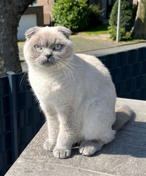 Britisch Kurzhaar Scottish Fold Viva Kleinanzeigen