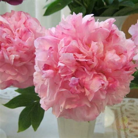 Пион Пинк Коттон Кэнди (Paeonia Pink Cotton Candy) купить в Москве по ...