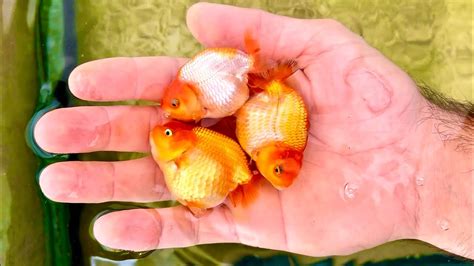 How To Create Thousands Of Baby Goldfish Complete Goldfish Breeding