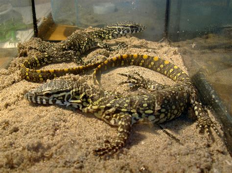 Nile Monitor Facts and Pictures | Reptile Fact