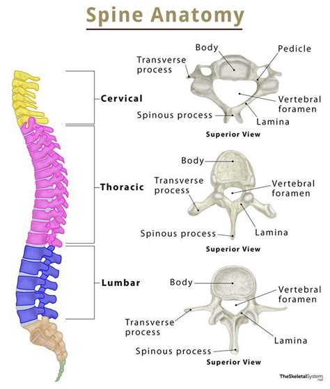 Spine Diagram Labeled The Spinal Column And The Essential Mu