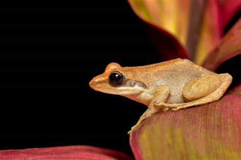 How To Care For African Dwarf Frogs Cuteness Atelier Yuwaciaojp