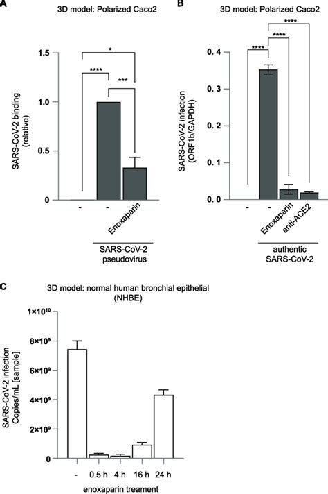 Sars Cov Binding And Infection Of Polarized Epithelial Cells Was