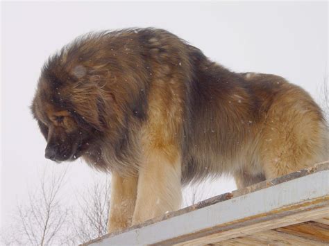 5 Hottest Facts About Giant Leonberger Dog The New Lion”