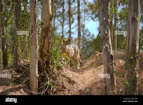 Wolf Sanctuary Stock Photo Alamy