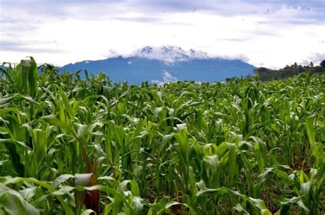 La Jornada Maya Nacional La Jornada Maya La Milpa Sistema