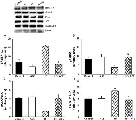 Expression Of Lipogenic Proteins Effects Of ASE On SREBP 1 A PAMPK