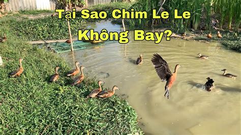 Tại Sao Chim Le Le Nuôi Không Bayle Le Giống Góc Chăn Nuôi Youtube