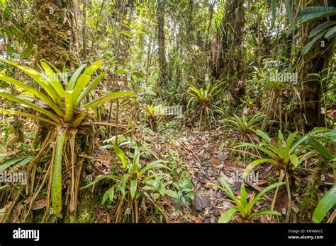 Many Terrestrial Bromeliads Growing In Montane Rainforest With Mossy Tree Trunks In The