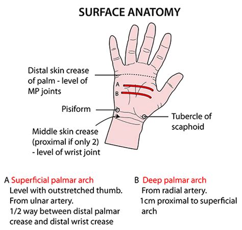 Instant Anatomy - Upper Limb - Surface - Palm of hand | Anatomy, Surface, School study ideas