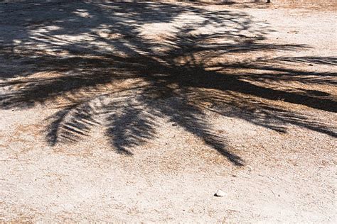 Palm Shadow Falls On A Pathway Leaf Caribbean Culture Coconut Tree Palm