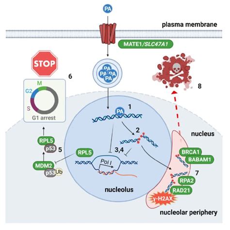 Proposed Mechanism Of Compound Based On Functional Gene Enrichment