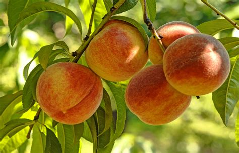 Peach Contender Fulton County Conservation District