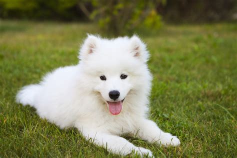 50 Cute And Popular Samoyed Names Adorable Name Ideas