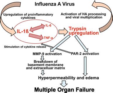 Diagram Illustrating Our Hypothesis Regarding The Role Of Il In The