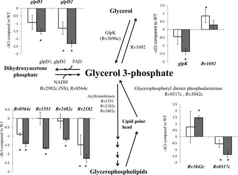 Stringent Response Factors PPX1 And PPK2 Play An Important Role In