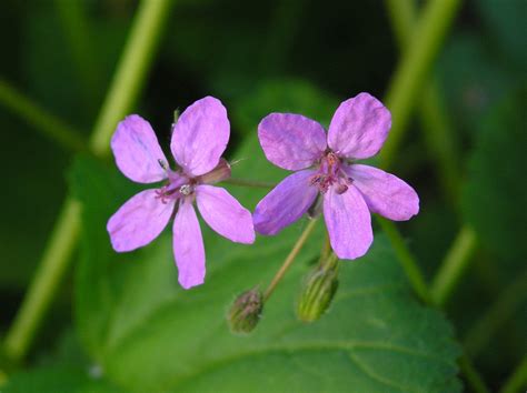 Flores Y Hojas 13 Free Photo Download Freeimages