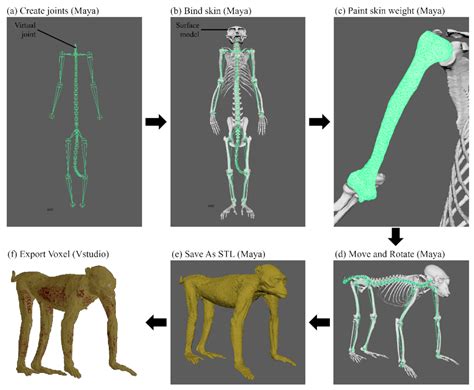 Chimpanzee Anatomy