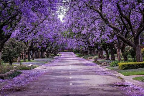 Jacaranda Mimosifolia Ian Barker Gardens