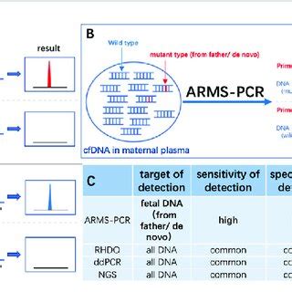 A Schematic Diagram Of The ARMS PCR Primer Design Principle B