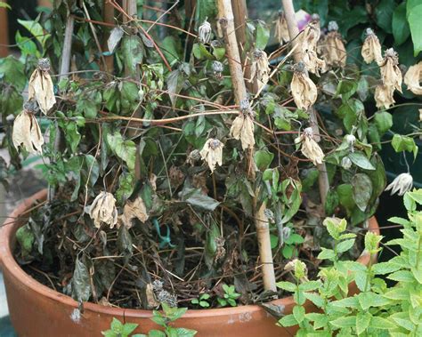 Clematis Wilt How To Identify And Treat This Plant Disease Gardeningetc