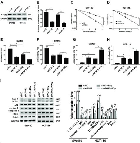 Atg12 Knockdown Potentiated The Radiosensitivity Of Crc Cells By