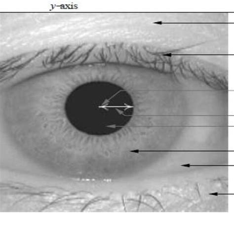 Components of an Eye image. | Download Scientific Diagram