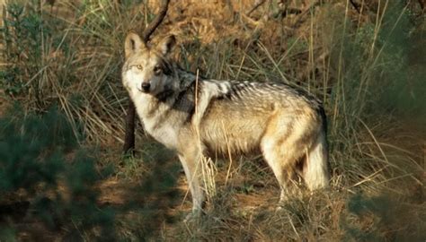 Asha The Mexican Gray Wolf Caught In New Mexico Will Be Shipped To Old