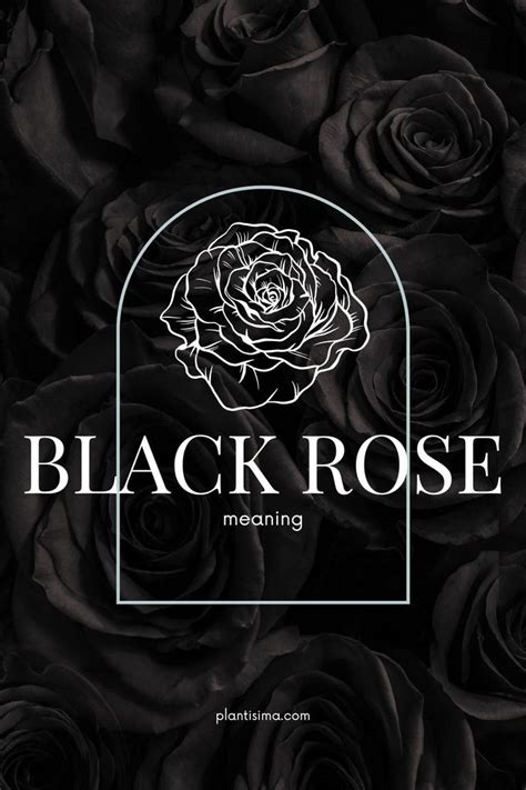 Black Rose Meaning: What Does The Black Rose Say? | Black rose meaning, Rose meaning, Black rose