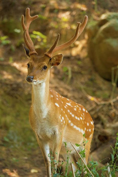 Formosan Sika Deer | Hot Sex Picture