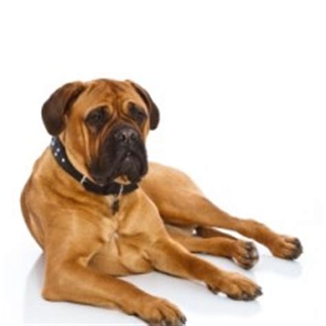 Bullmastiff - Lifestyle Needs, Temperament and Health Information - Dog ...