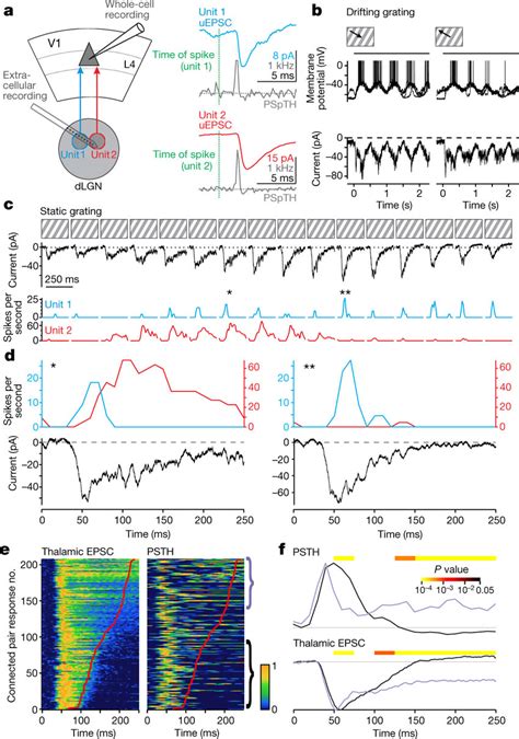 Time Course Of Thalamic Spiking Explains The Time Course Of Thalamic