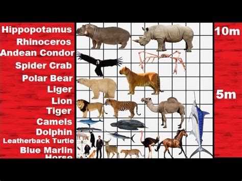 Animal Size Comparison Chart