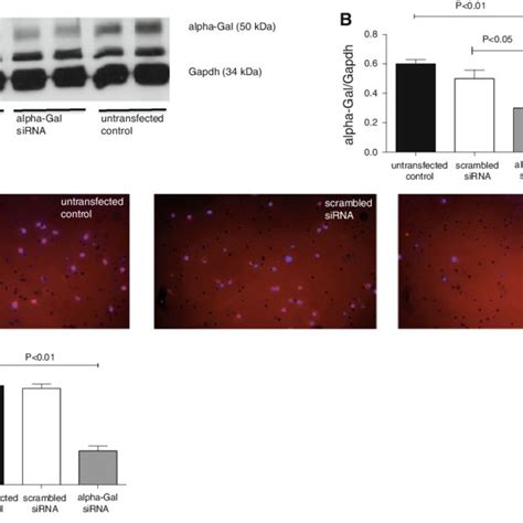 Small Interference Rna Mediated Knockdown Of Alpha Gal In Cacs Of Download Scientific Diagram