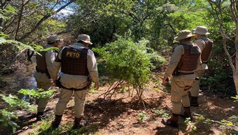 Operação Terra Limpa quatro mil pés de maconha são arrancados e