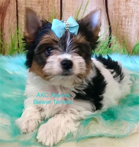 Akc Xtreme Biewer Terriers Biewer Terrier Puppies For Sale In