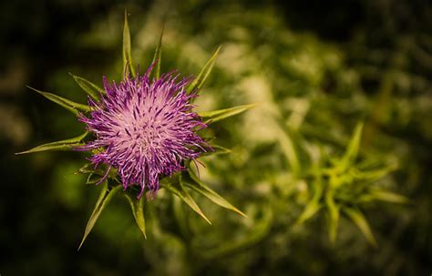 Gratis Foto Plant Distel Bloem Wilde Plant Gratis Afbeelding Op