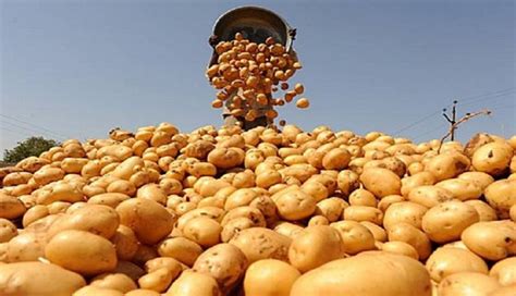 Pomme de terre déstockage d importantes quantités pour réguler le