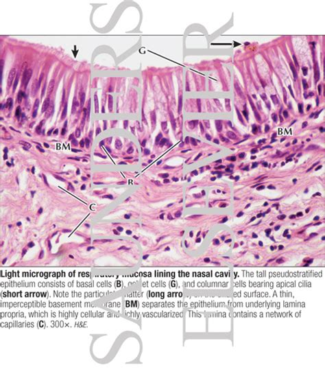 Light Micrograph Of Respiratory Mucosa Lining The Nasal Cavity