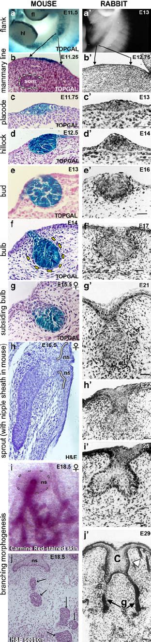 Histological Analysis Of Subsequent Morphogenetic Stages Of Mammary