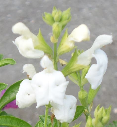 Salvia ‘alba Greggii Victorian Salvia Study Group