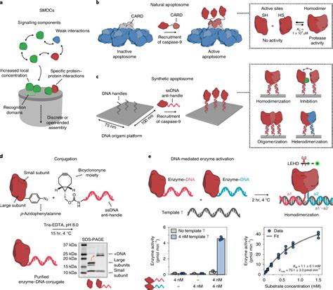 Proximity Induced Caspase 9 Activation On A DNA Origami Based Synthetic