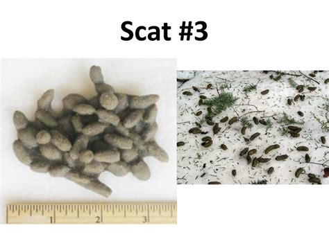 PPT - Scat #1 PowerPoint Presentation, free download - ID:2583686
