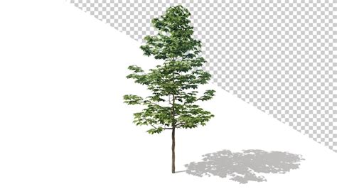 Premium PSD American Sycamore Tree With Isolated Tree 3d Render