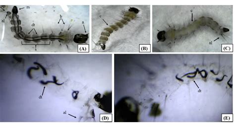 Figure 3 Morphology Of Aedes Aegypti Larvae After 24 Hours Of