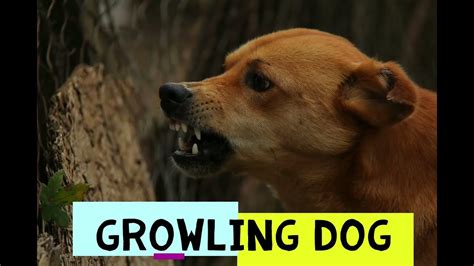 Growling Dog Hd Youtube