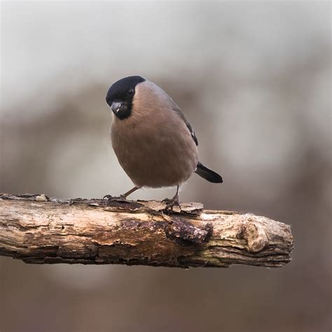 Bullfinch Female Ncwetlands Jim Helm Flickr